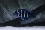 Groep Frontosa Blue Zaire Moba, Dieren en Toebehoren, Vissen | Aquariumvissen, Vis, Zoetwatervis, Schoolvis