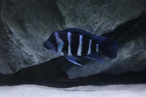 Groep Frontosa Blue Zaire Moba, Dieren en Toebehoren, Vissen | Aquariumvissen, Zoetwatervis, Vis, Schoolvis