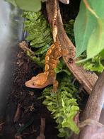 Wimpergekko vrouw, Hagedis, Tam, 3 tot 6 jaar