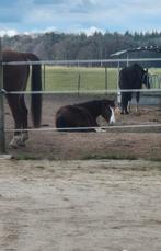 Pensionstal/ paarden/ stal/ verzorgpony/ wei/ stalling, Dieren en Toebehoren