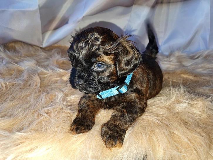 Poedel toy ×boomer ( boompoo pups) Sinterklaas mag verhuizen, Dieren en Toebehoren, Honden | Chihuahua's en Gezelschapshonden