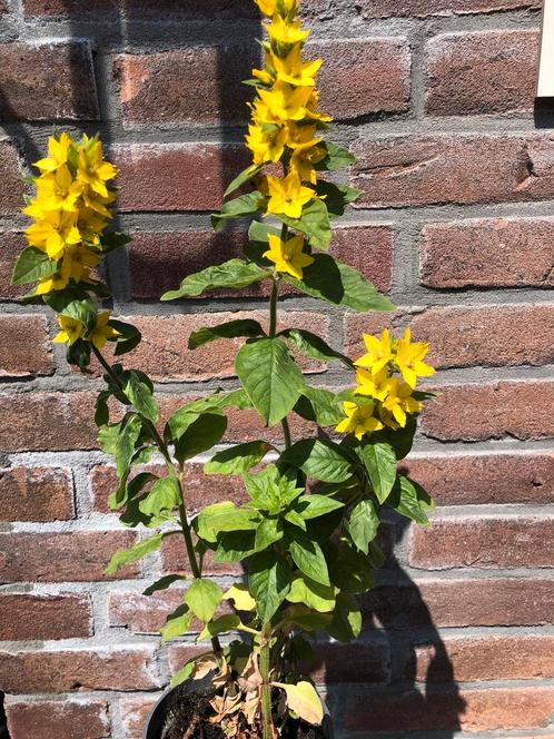 Wederik, Tuin en Terras, Planten | Tuinplanten, Overige soorten, Halfschaduw, Zomer, Ophalen