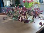 Tradescantia zebrina stekjes gratis, Huis en Inrichting, Kamerplanten, Ophalen