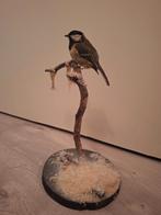 Opgezette koolmees, Ophalen of Verzenden, Vogel, Opgezet dier