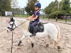 Kinder pony sport pony, Merrie, Met stamboom, Dressuurpony, Zadelmak