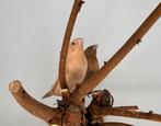Koppeltje zilverbekje donkerbuik agaat, Dieren en Toebehoren, Meerdere dieren, Wildzangvogel, Geringd