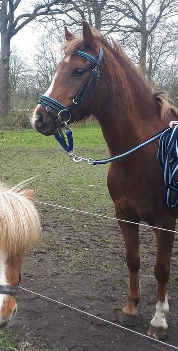 Welsh pony te koop beschikbaar voor biedingen