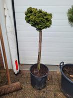 Chamaecyparis o nana gracillis op stam, Tuin en Terras, Ophalen, Overige soorten, Volle zon