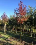grotere maten hoogstam en zuilbomen, Tuin en Terras, Planten | Bomen, Volle zon, Bloeit niet, Ophalen of Verzenden, Zuilboom