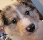 Australische x zwitserse herder pups, Dieren en Toebehoren, België, Particulier, 8 tot 15 weken, Meerdere