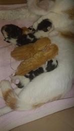 Kittens zijn volgende week woensdag 8weken oud, Meerdere dieren, Kortharig, 0 tot 2 jaar