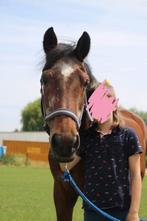 Verzorgpony gezocht, Ophalen of Verzenden, Nieuw