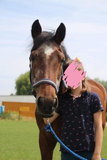 Verzorgpony gezocht beschikbaar voor biedingen