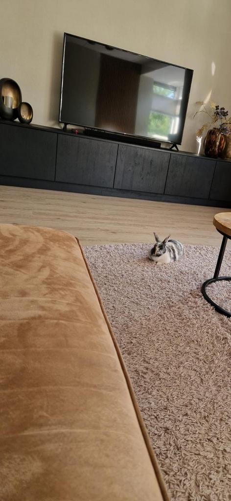 Erg lief konijn ter overname, Dieren en Toebehoren, Konijnen, Middelgroot, Vrouwelijk, 3 tot 5 jaar