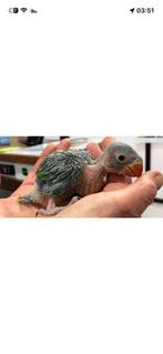Gezocht een baby halsbandparkiet man, Mannelijk, Papegaai, Tam