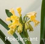 Clivia, interspecifiek, Ophalen, Volledige schaduw, Overige soorten, In pot