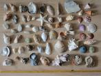 schelpen schelpenverzameling, Schelp(en), Ophalen