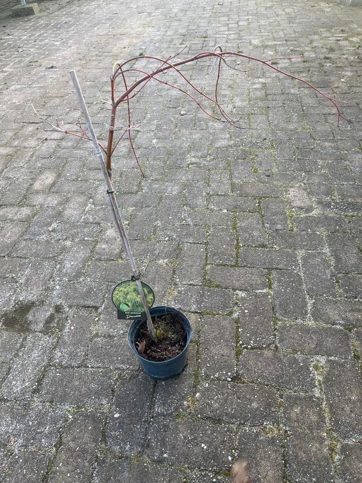 Japanse Esdoorn Acer palmatum, Tuin en Terras, Planten | Bomen, Overige soorten, Minder dan 100 cm, Halfschaduw, Bloeit niet, In pot