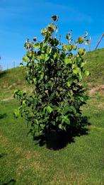 Kornoeltje Cornus kousa Chinensis 🌿, Ophalen, Overige soorten, 100 tot 250 cm