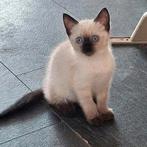 Maine coon x raggdoll kittens, Dieren en Toebehoren, Meerdere dieren, 0 tot 2 jaar