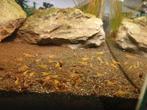 Gele Neocaridina garnalen, Dieren en Toebehoren, Vissen | Aquariumvissen, Kreeft, Krab of Garnaal, Zoetwatervis