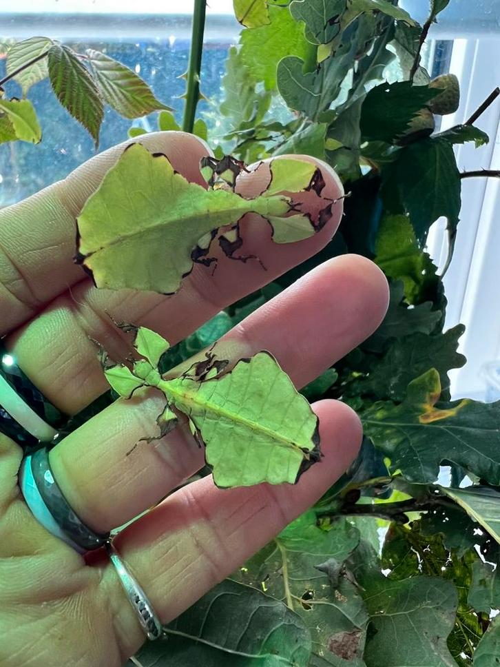 Phyllium giganteum wandelend blad grootste soort, Dieren en Toebehoren, Insecten en Spinnen, Overige soorten