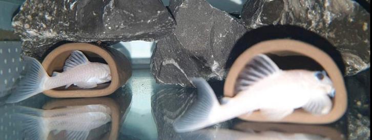 Witte l46 kweekgroep, Dieren en Toebehoren, Vissen | Aquariumvissen, Zoetwatervis, Vis, Schoolvis