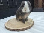 gecastreerd  minilop rammetje super lief!, Dieren en Toebehoren, Konijnen, Mannelijk, Dwerg, Hangoor