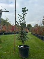 Mispelboom (Mespilus germanica) in pot - 100-150cm, Overige soorten, Lente, 100 tot 250 cm, Ophalen