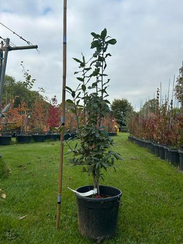 Mispelboom (Mespilus germanica) in pot - 100-150cm beschikbaar voor biedingen