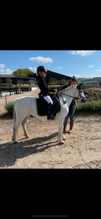 17-jarige Welsh merrie te koop, Dieren en Toebehoren, Pony's, Merrie, Recreatiepony
