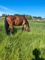 Paard te lease, Dieren en Toebehoren