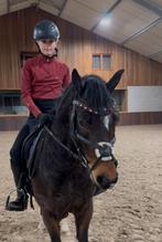 Brave sportpony, B, Gechipt, Ruin, Springpony