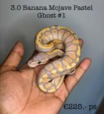 3.0 Banana Mojave Pastel Ghost NK25, Dieren en Toebehoren, Slang