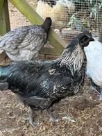 Ayam Cemani mix haantje, Dieren en Toebehoren, Pluimvee, Mannelijk, Kip