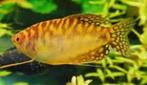 Dwerg gourami, honig gourami, nergens meer keus!, Vis