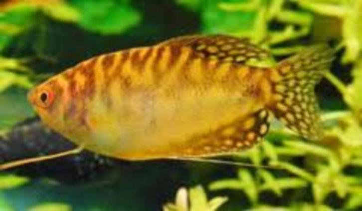 Dwerg gourami, honig gourami, nergens meer keus!, Dieren en Toebehoren, Vissen | Aquariumvissen, Vis
