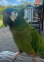 Leuke en lieve Ara Maracana, Dieren en Toebehoren, Mannelijk, Papegaai, Geringd