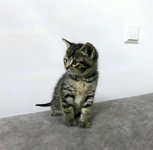 kittens, Dieren en Toebehoren, Katten en Kittens | Raskatten | Korthaar, Poes, 0 tot 2 jaar, Ontwormd