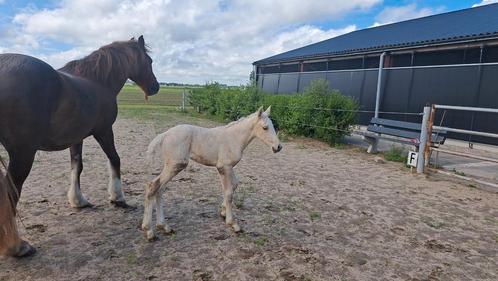 Palamino merrie veulen, Dieren en Toebehoren, Pony's, Merrie, Onbeleerd, Recreatiepony, 0 tot 2 jaar, Gechipt, Ontwormd