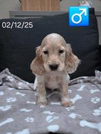 mooie engelse cocker pups, Dieren en Toebehoren, Honden | Retrievers, Spaniëls en Waterhonden, Parvo, België, 8 tot 15 weken, Meerdere