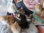 100% raszuivere Siberische kittens, Dieren en Toebehoren, Meerdere dieren, Gechipt, 0 tot 2 jaar