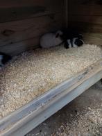 5 mooie jonge cavia's diverse kleuren kunnen eind februari w, Cavia, Januari, Meerdere dieren, Tam
