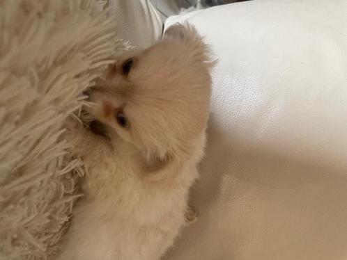 Chihuahua pups, Dieren en Toebehoren, Honden | Chihuahua's en Gezelschapshonden, Meerdere dieren, Chihuahua, Particulier, Meerdere