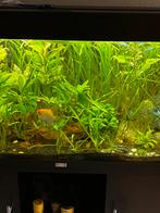 vallisneria spiralis aquarium planten, Dieren en Toebehoren, Vissen | Aquaria en Toebehoren, Ophalen, Zo goed als nieuw, Plant(en), Steen of Hout