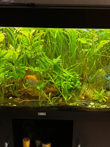 vallisneria spiralis aquarium planten beschikbaar voor biedingen