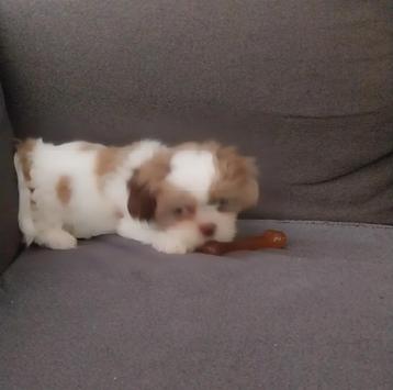Boomer pup 11 weken beschikbaar voor biedingen