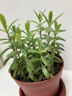 Goethe plant / mother of thousands, Ophalen, Overige soorten, Minder dan 100 cm