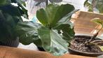 Lederblad ficus, Ophalen, Overige soorten, Minder dan 100 cm