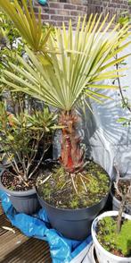 2x trachicarpus fortunei palmboom, Volle zon, Ophalen, Palmboom, 100 tot 250 cm